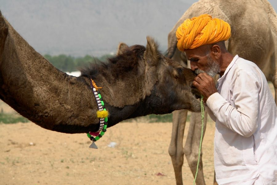 Essence of Rajasthan 