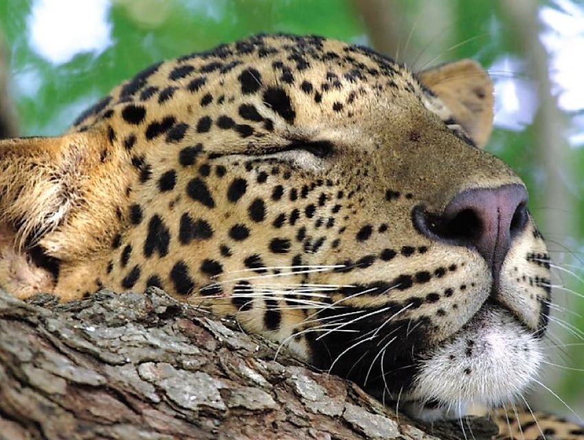 Sri Lanka Nature Tour