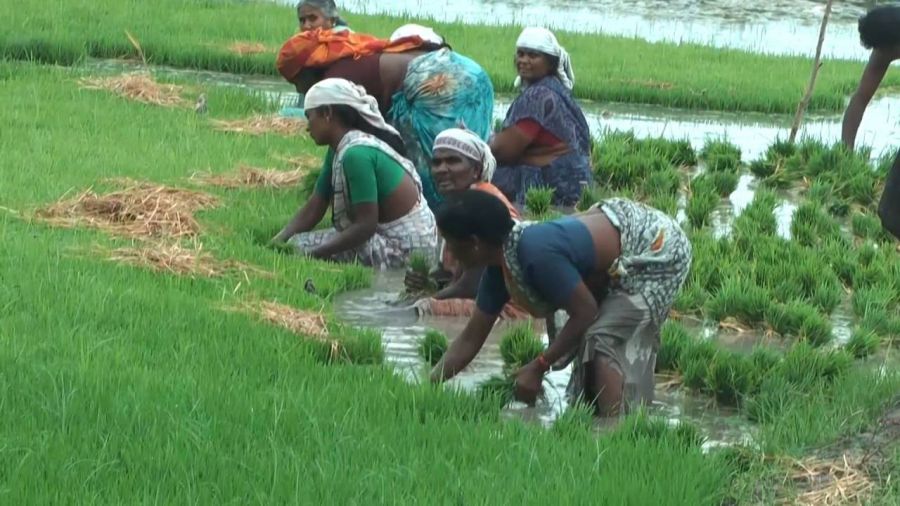 Tamil Nadu and Kerala Tour