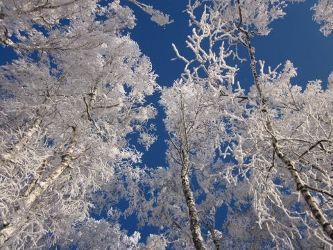 Winter tour to the Altai Mountains